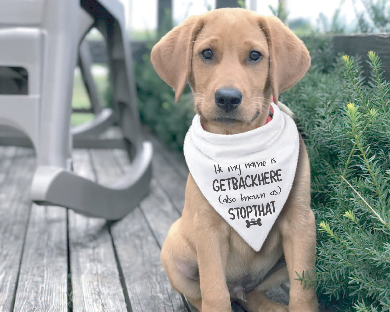 Pupper Bandanas